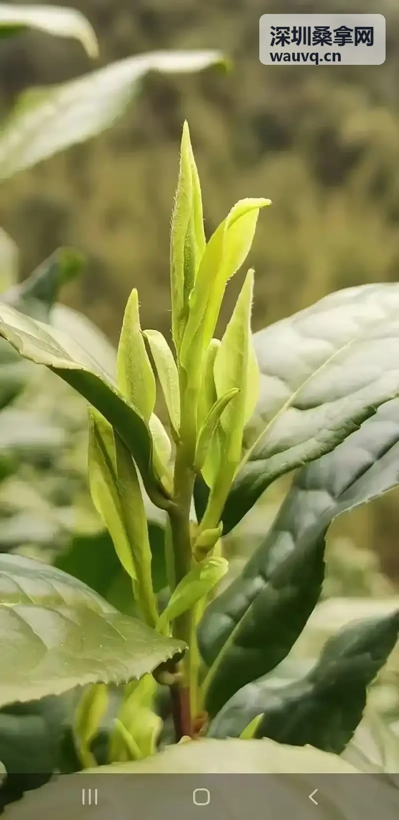 深圳桑拿网推荐-南山汗蒸谷日式汗蒸房实景